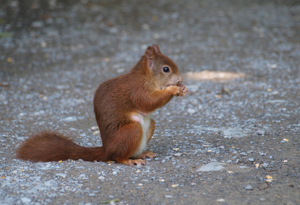 Eichhörnchen