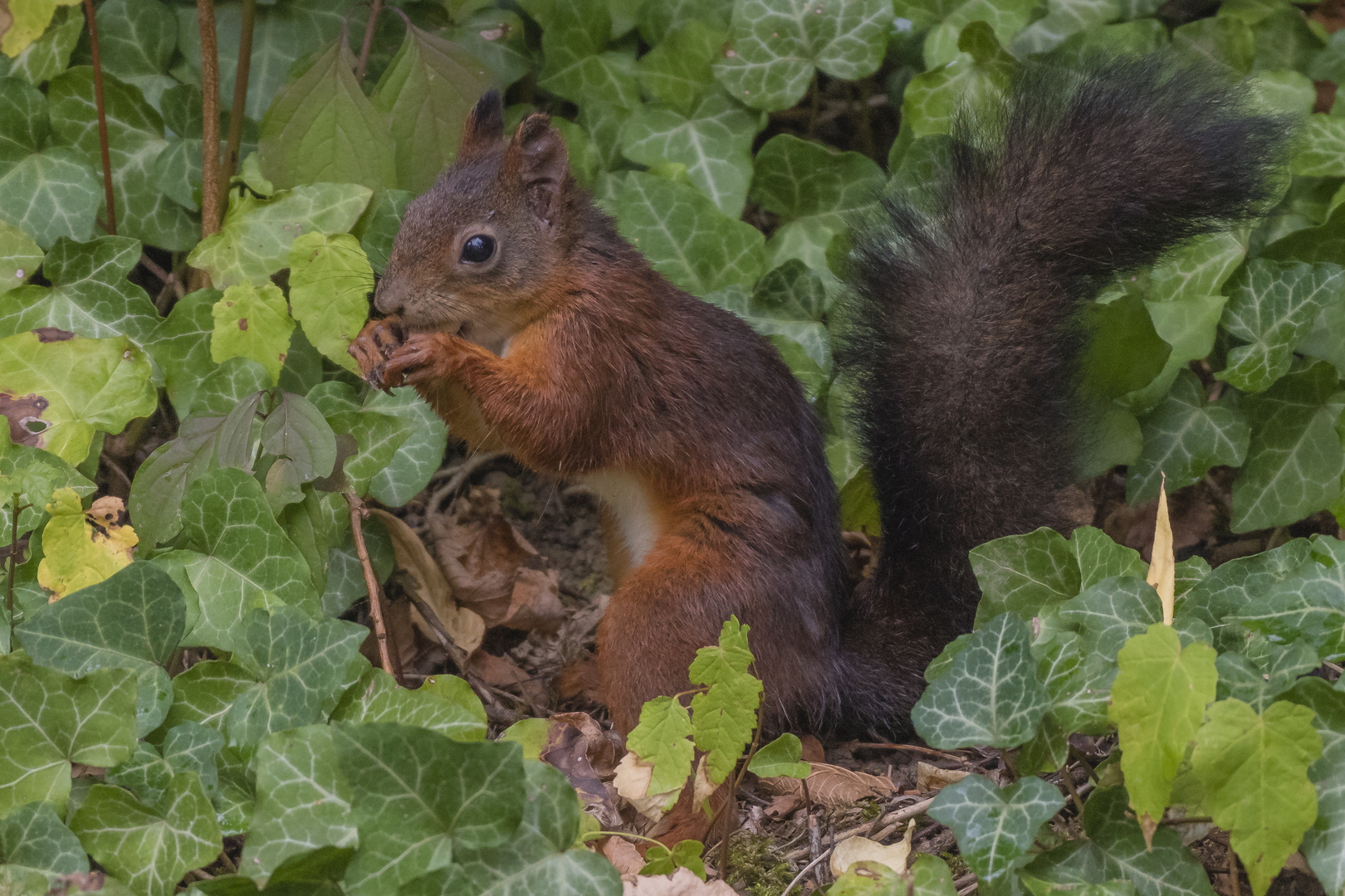 Eichhörnchen