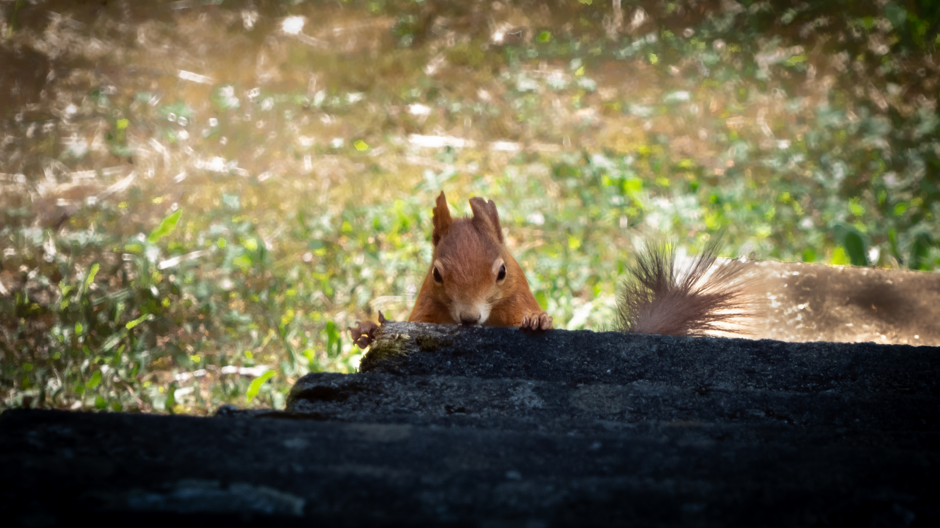 Eichhörnchen