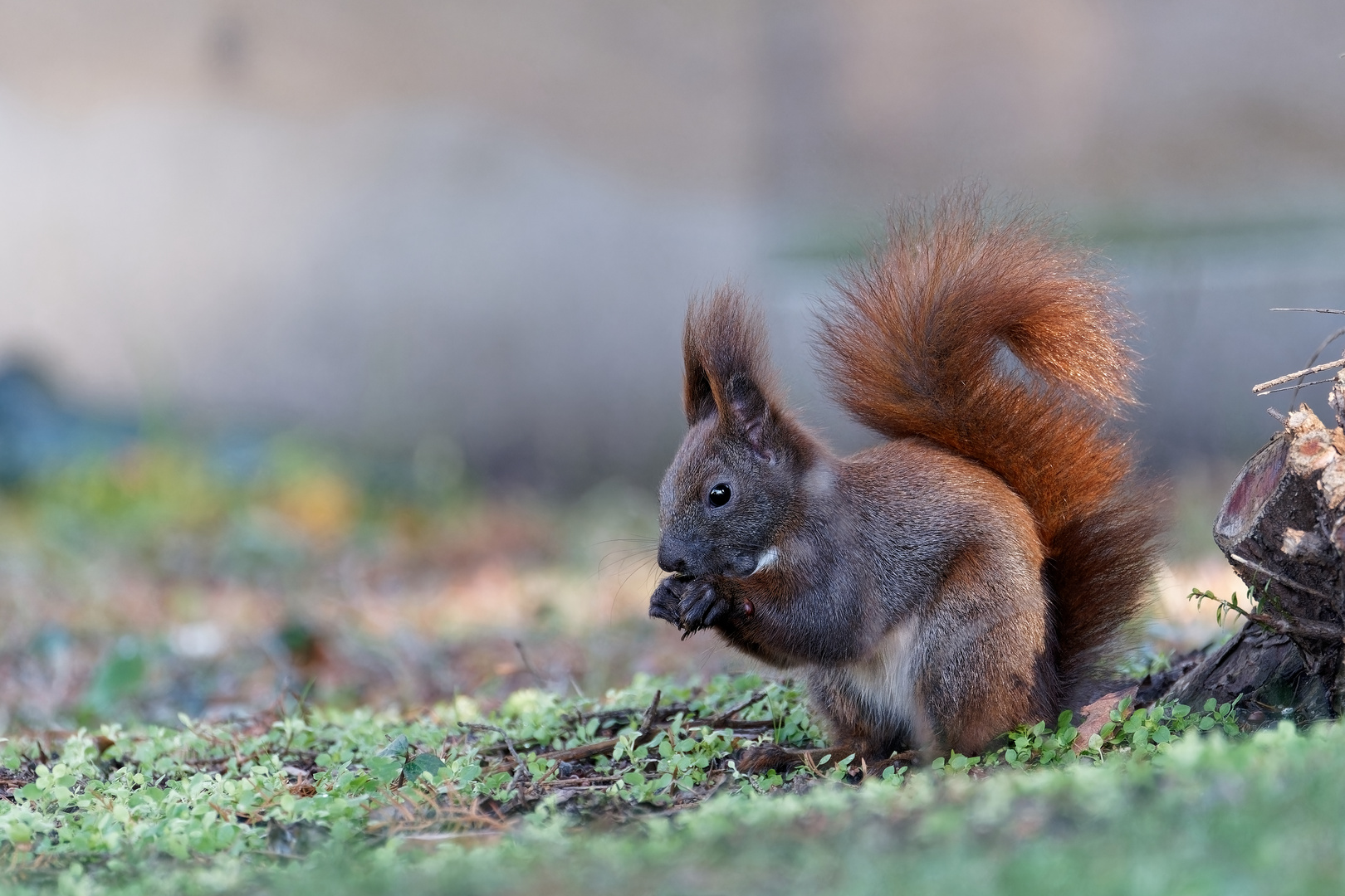 Eichhörnchen