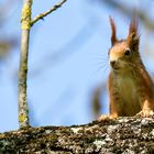 Eichhörnchen