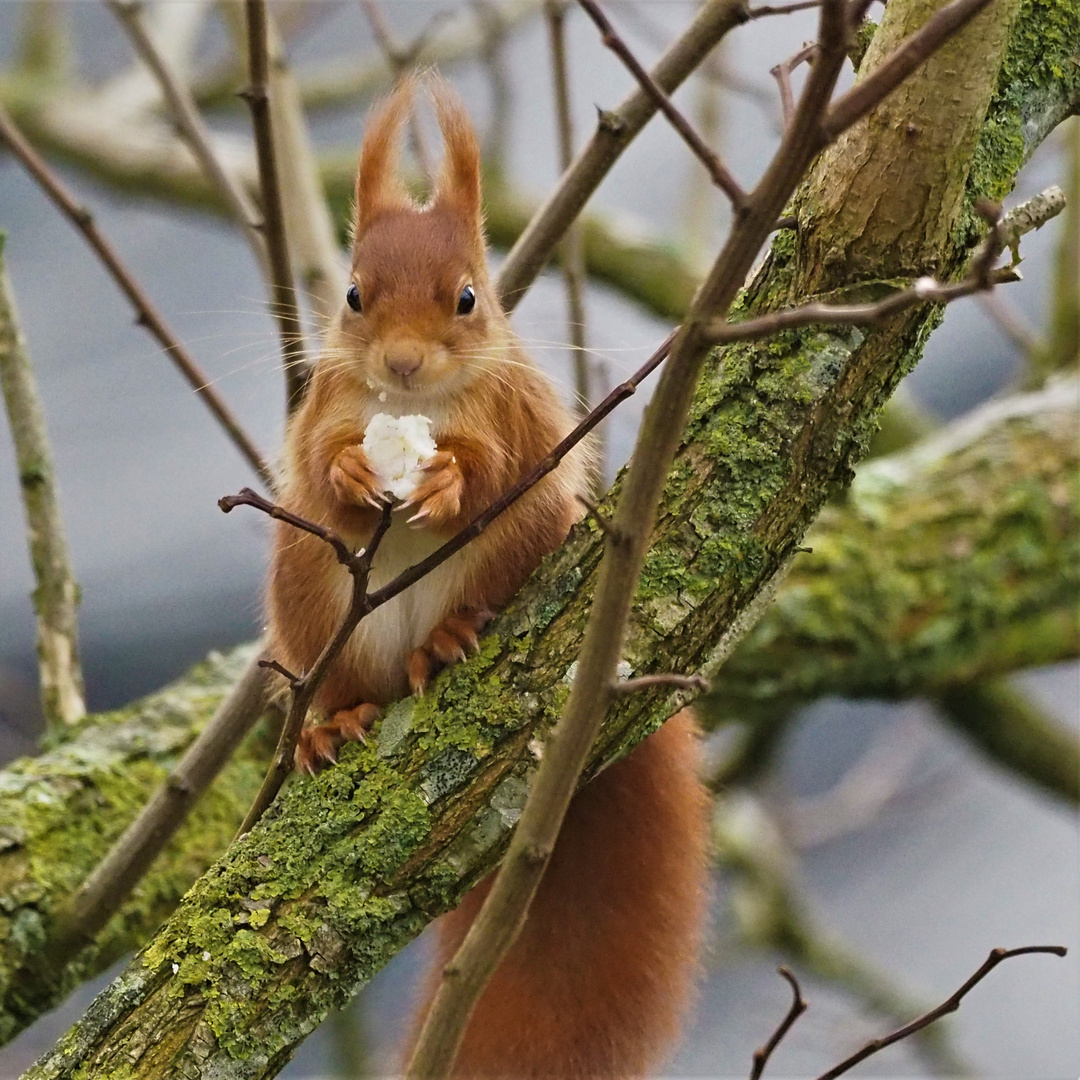 Eichhörnchen Foto & Bild | tiere, wildlife, säugetiere Bilder auf