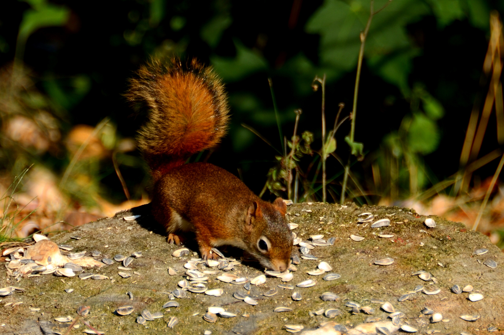 Eichhörnchen