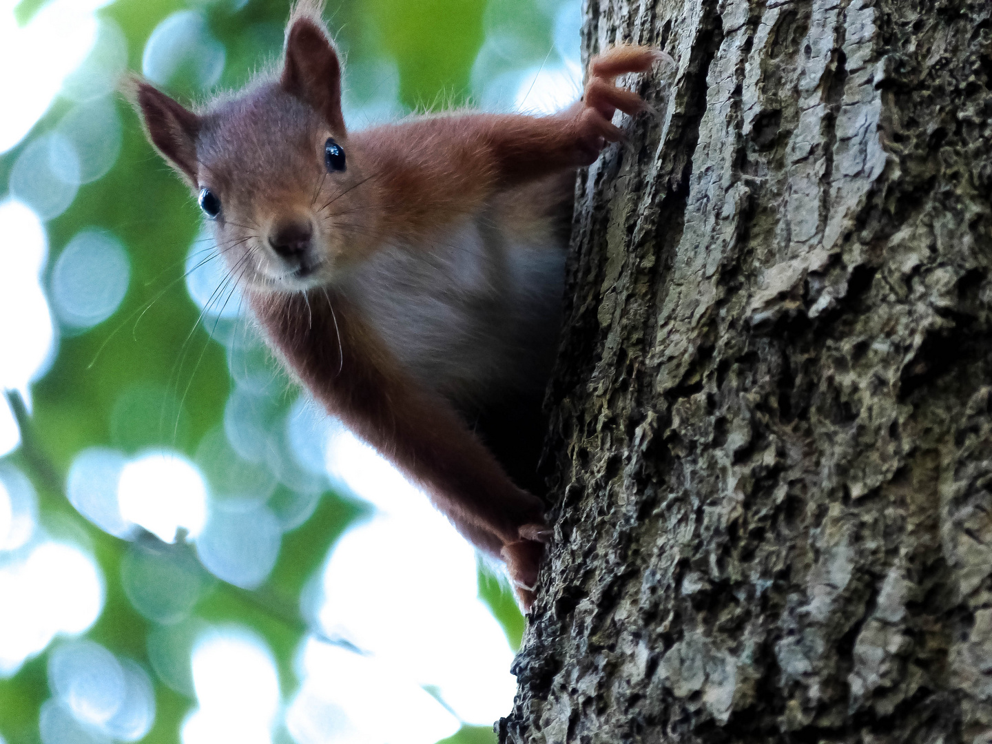 Eichhörnchen