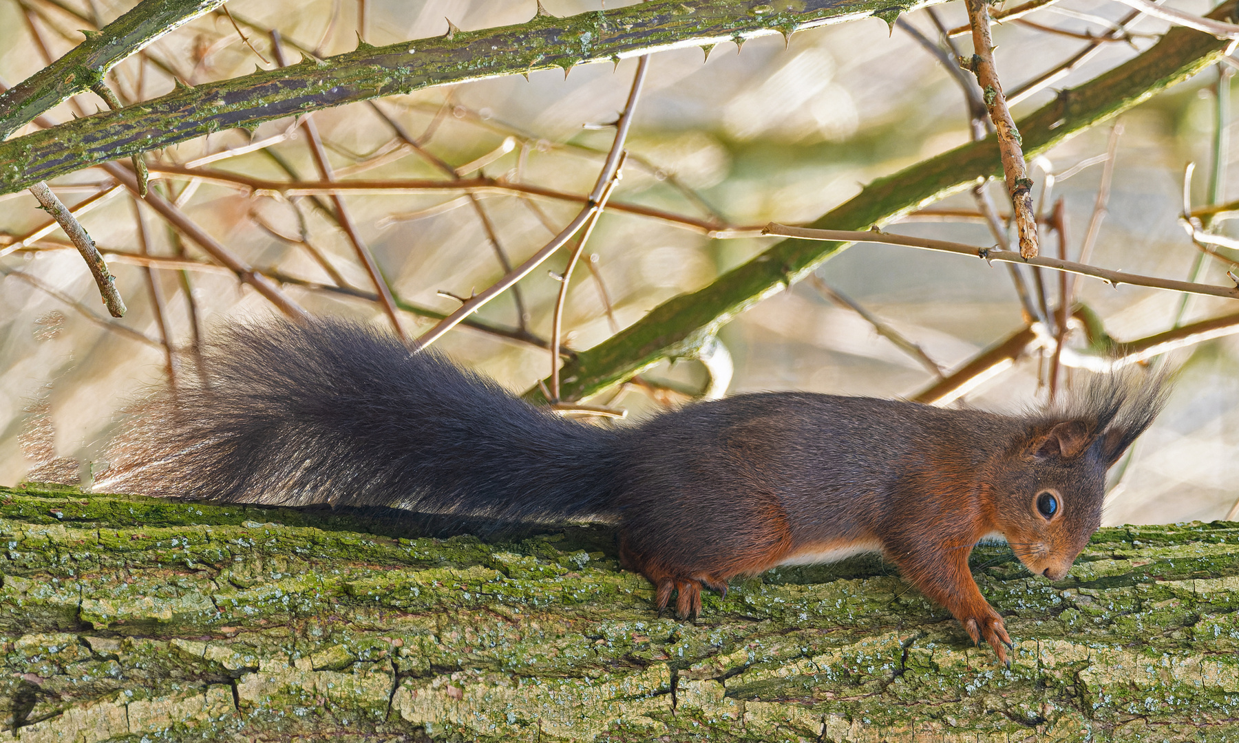 Eichhörnchen