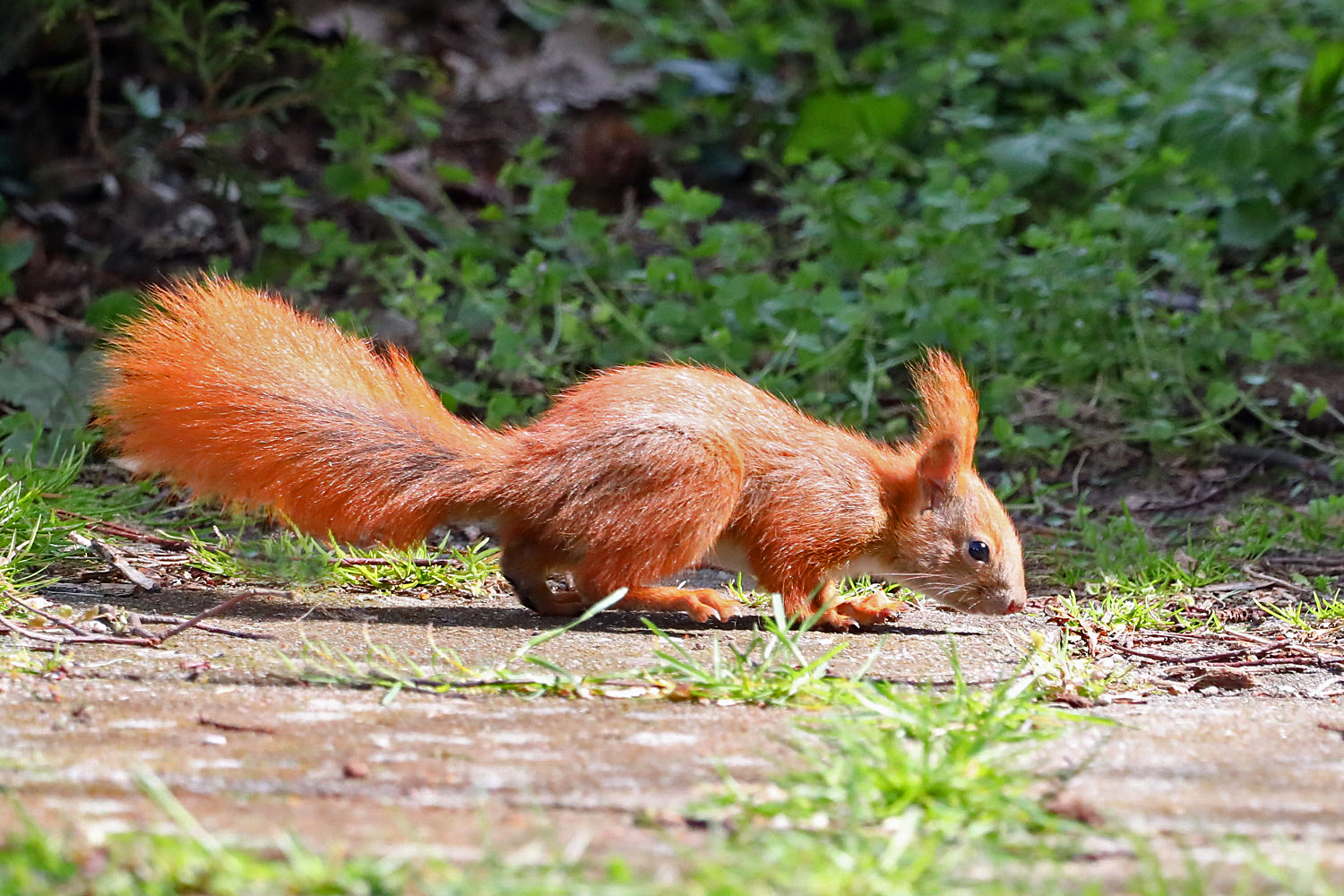 Eichhörnchen