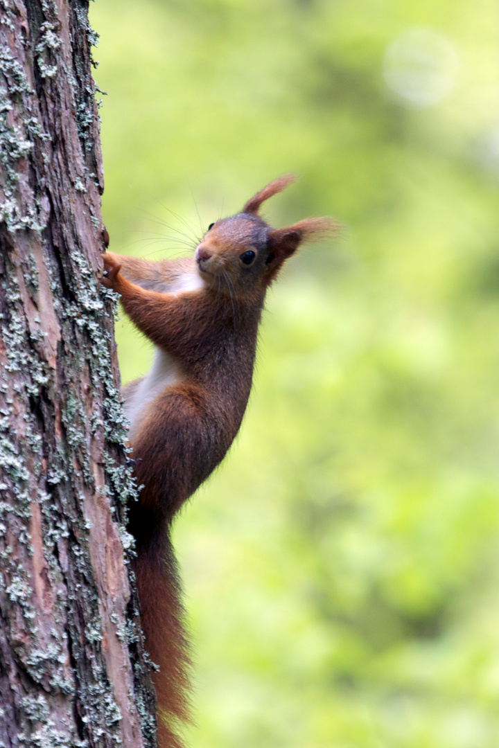 Eichhörnchen