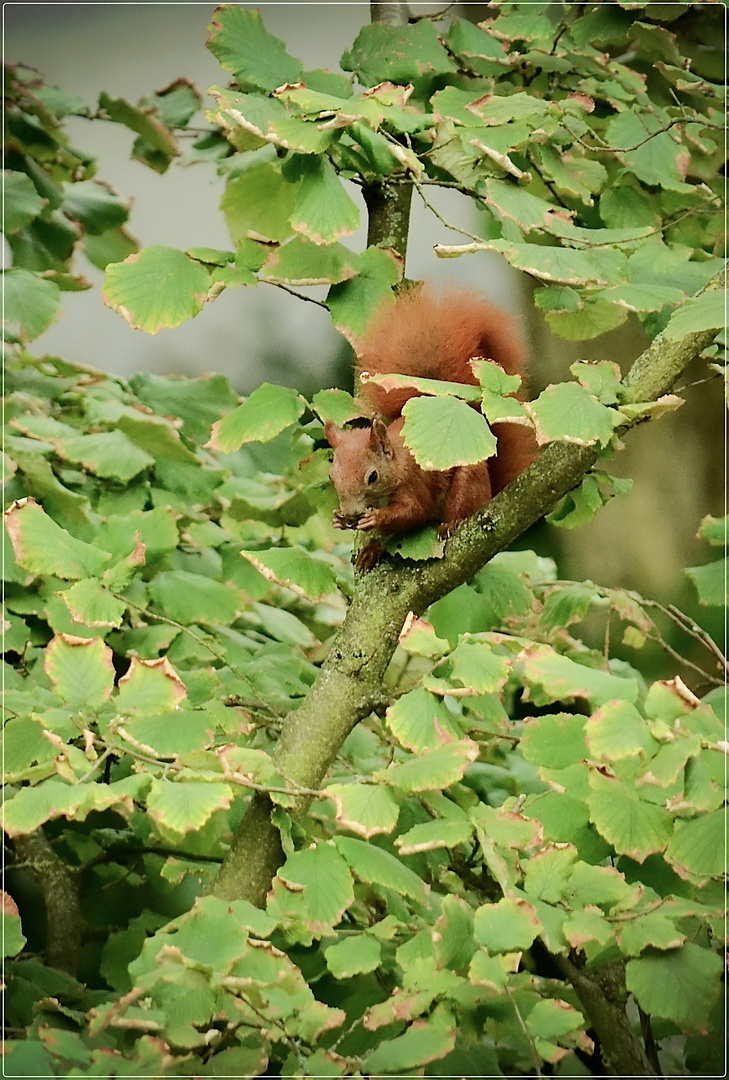 Eichhörnchen 