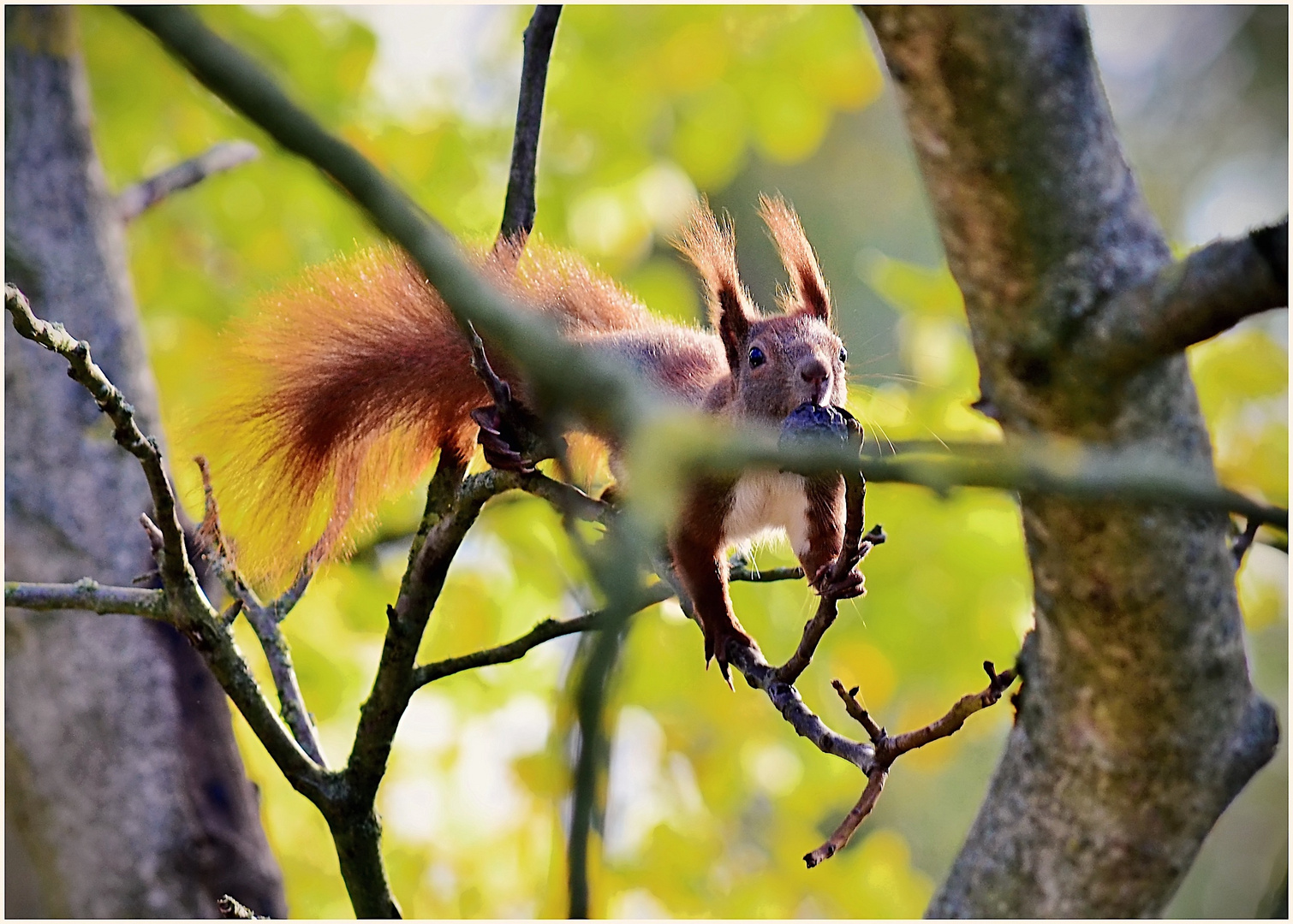 Eichhörnchen