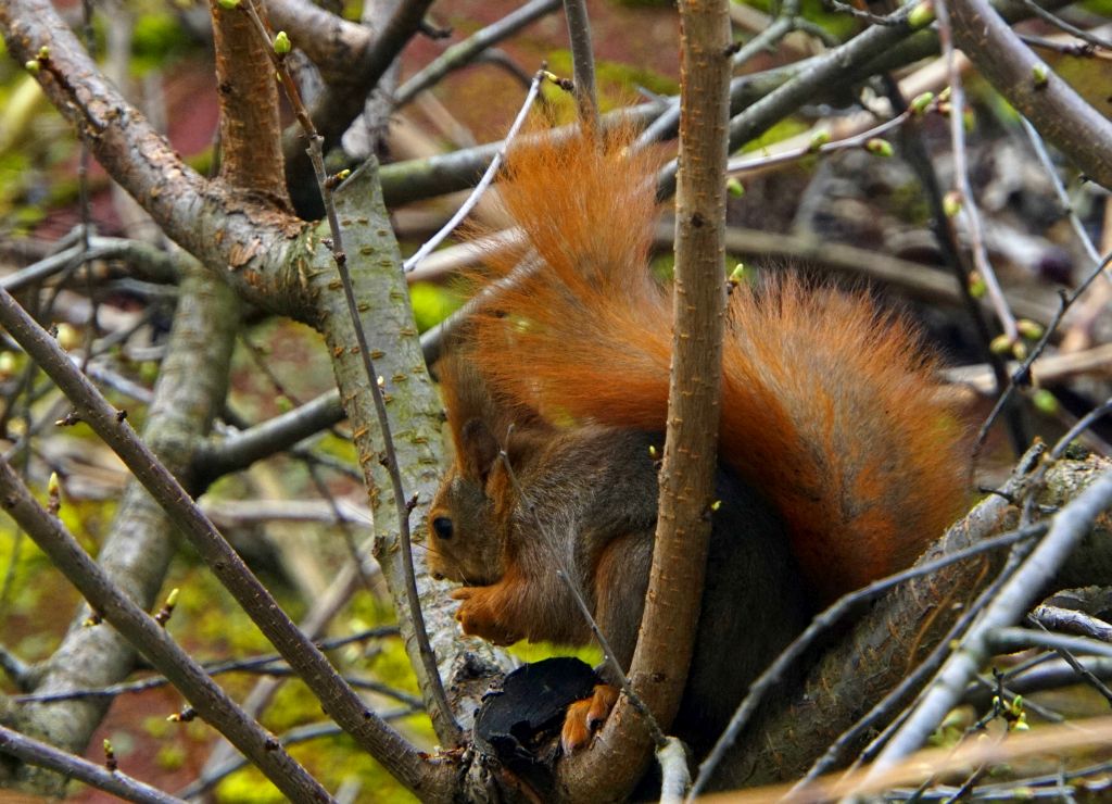 Eichhörnchen