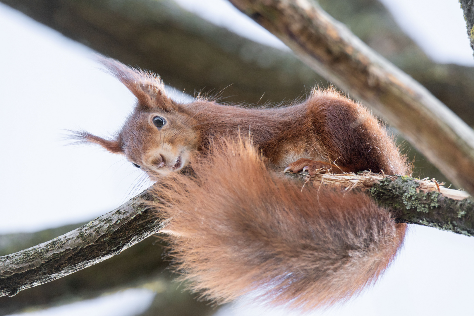 Eichhörnchen