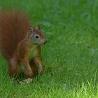 Eichhörnchen: Das Abschiedsfoto