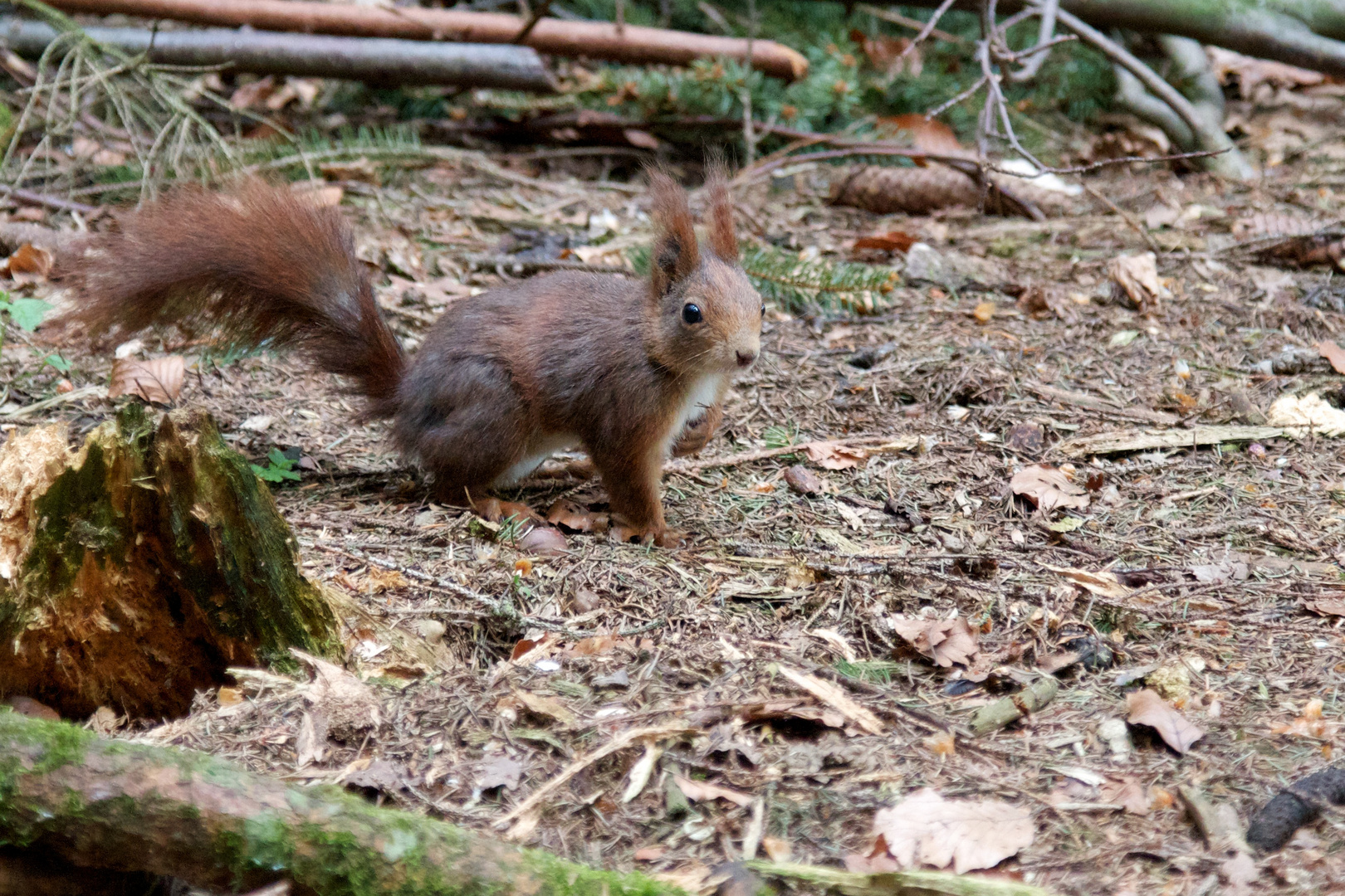 Eichhörnchen - Das Herz an der richtigen Stelle?