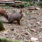 Eichhörnchen - Das Herz an der richtigen Stelle?