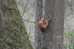 Eichhörnchen das Nächste