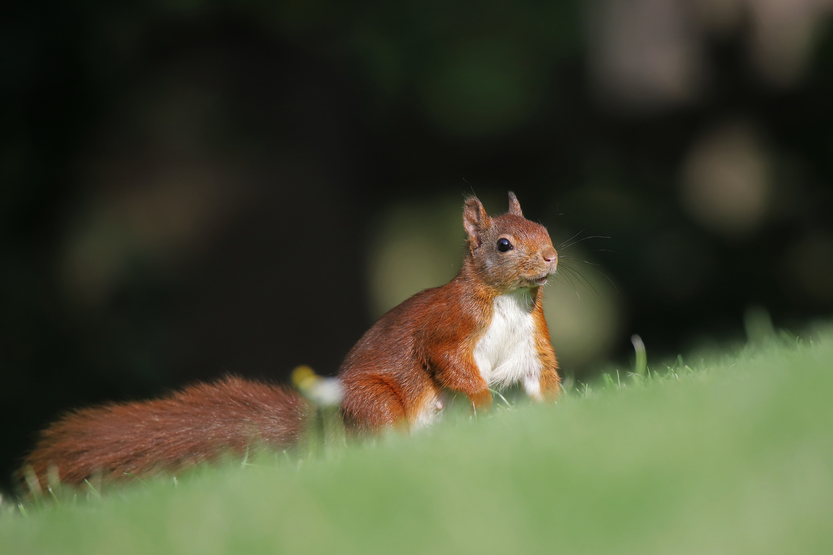 Eichhörnchen Dauergast im Garten