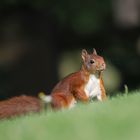 Eichhörnchen Dauergast im Garten