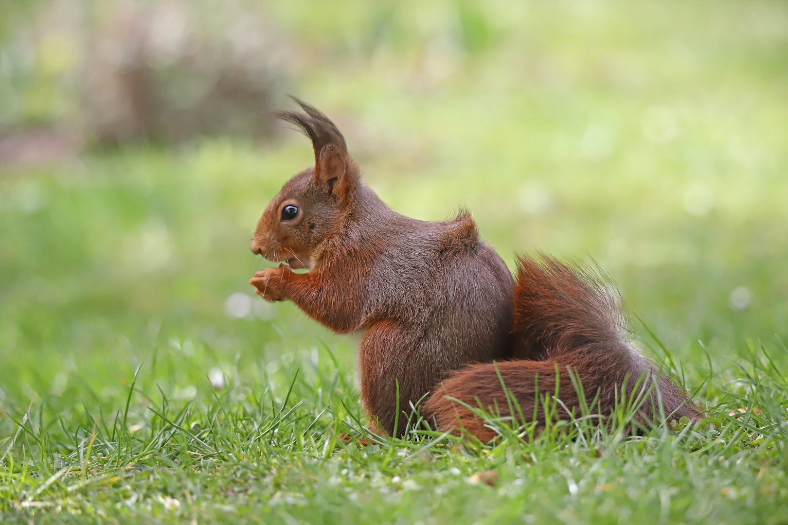 Eichhörnchen Dauergast im Garten