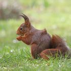 Eichhörnchen Dauergast im Garten