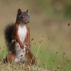 Eichhörnchen Dauergast im Garten