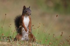 Eichhörnchen Dauergast im Garten