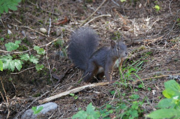 Eichhörnchen (Davosersee)