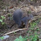 Eichhörnchen (Davosersee)