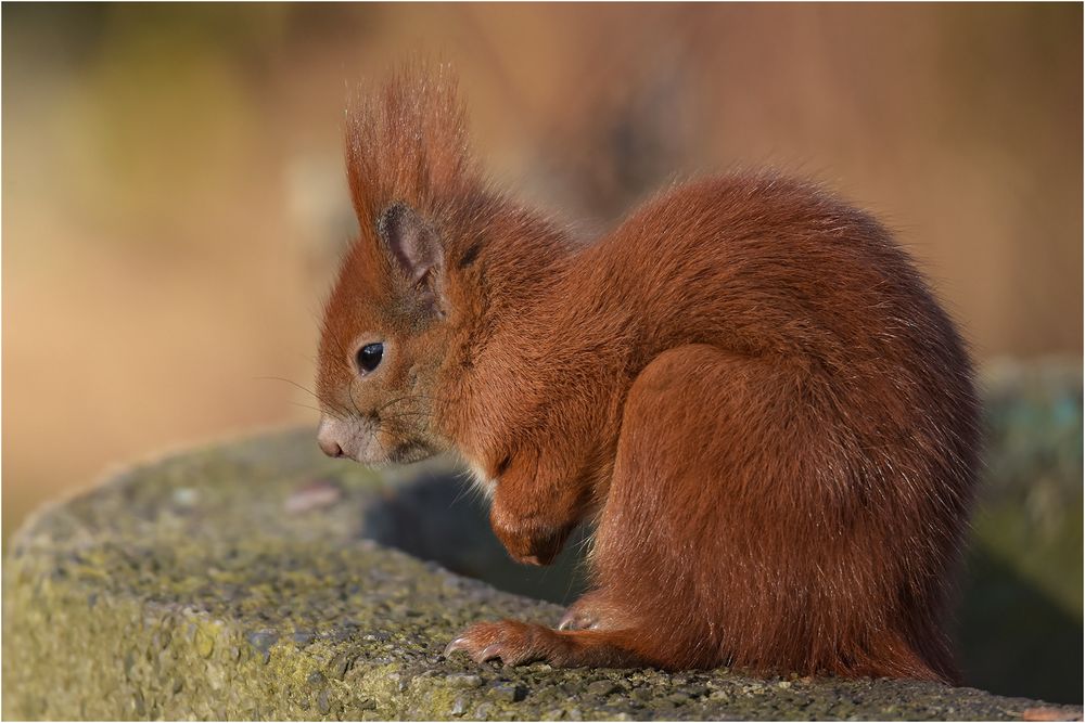 Eichhörnchen