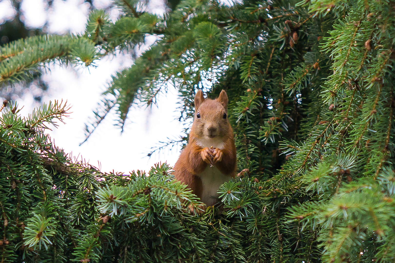 Eichhörnchen