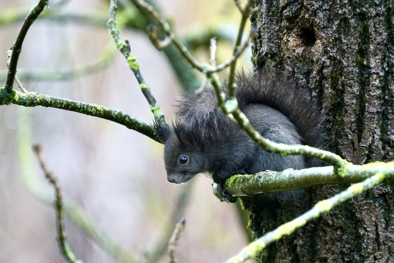 Eichhörnchen