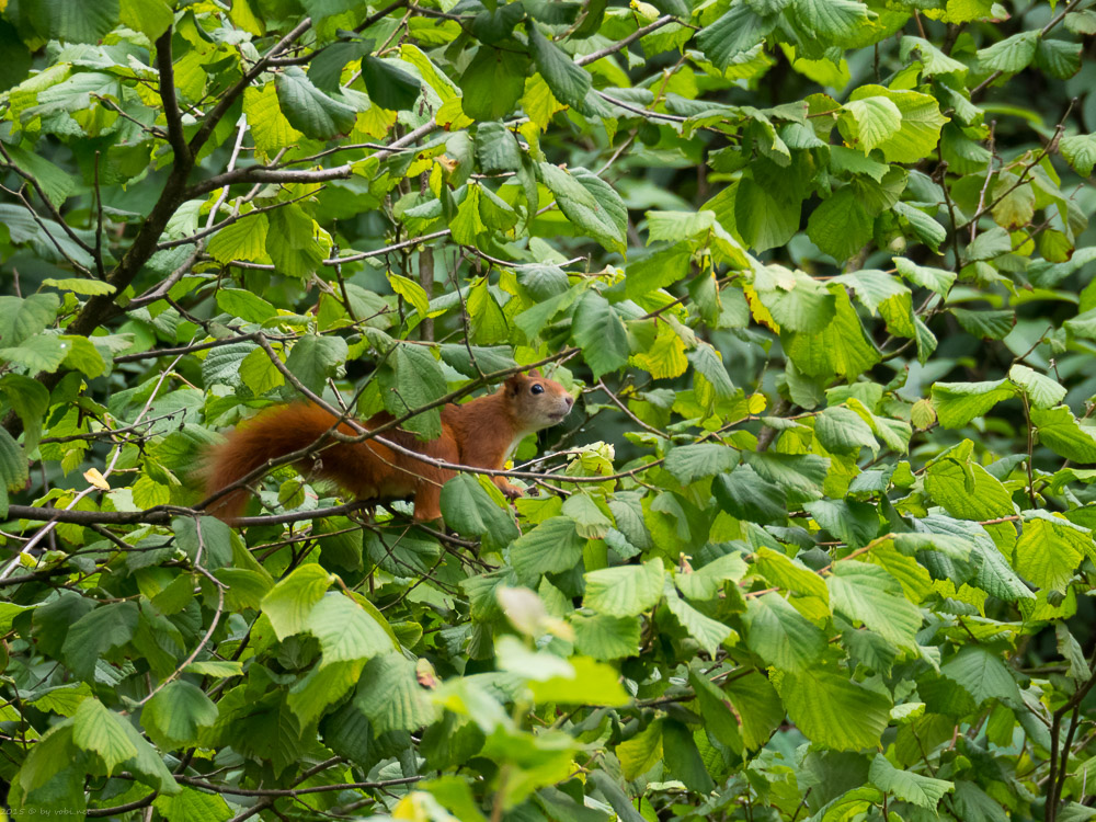 Eichhörnchen