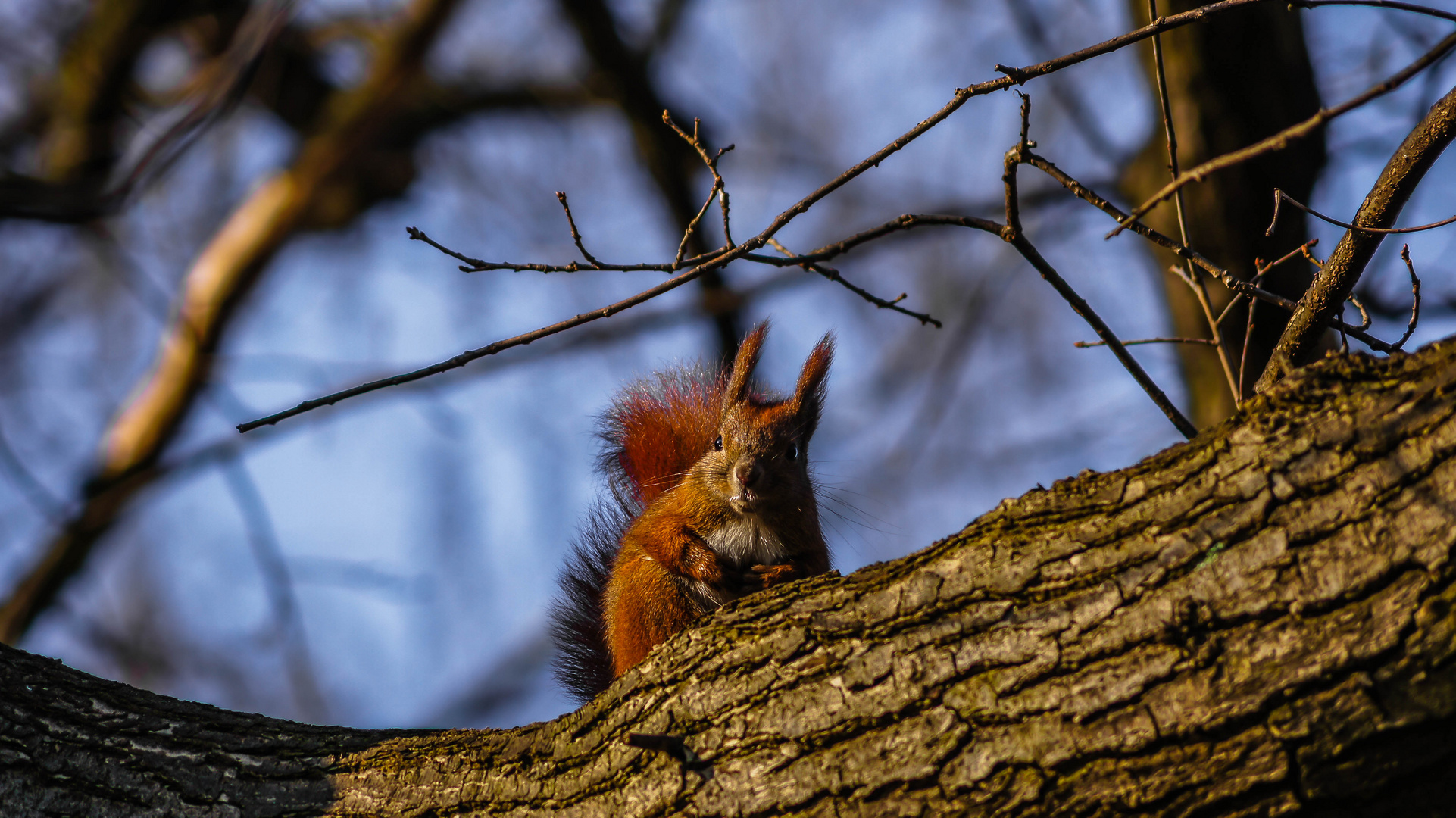 Eichhörnchen