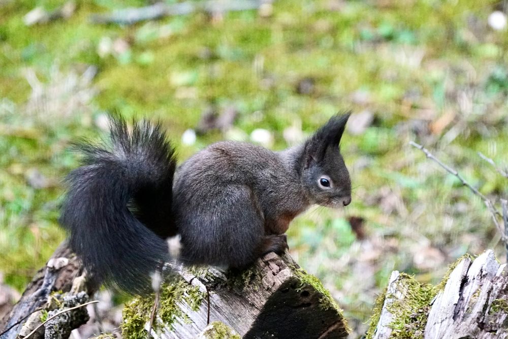 Eichhörnchen