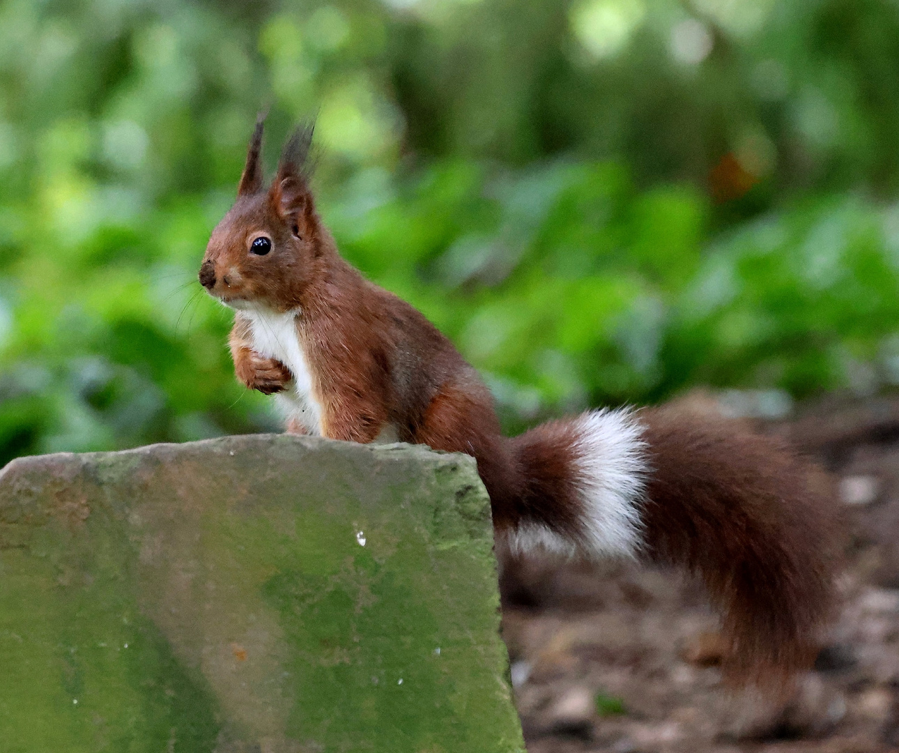 Eichhörnchen