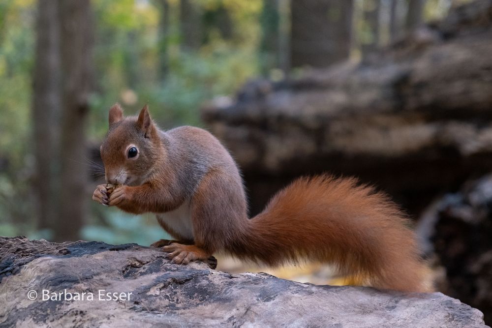 Eichhörnchen