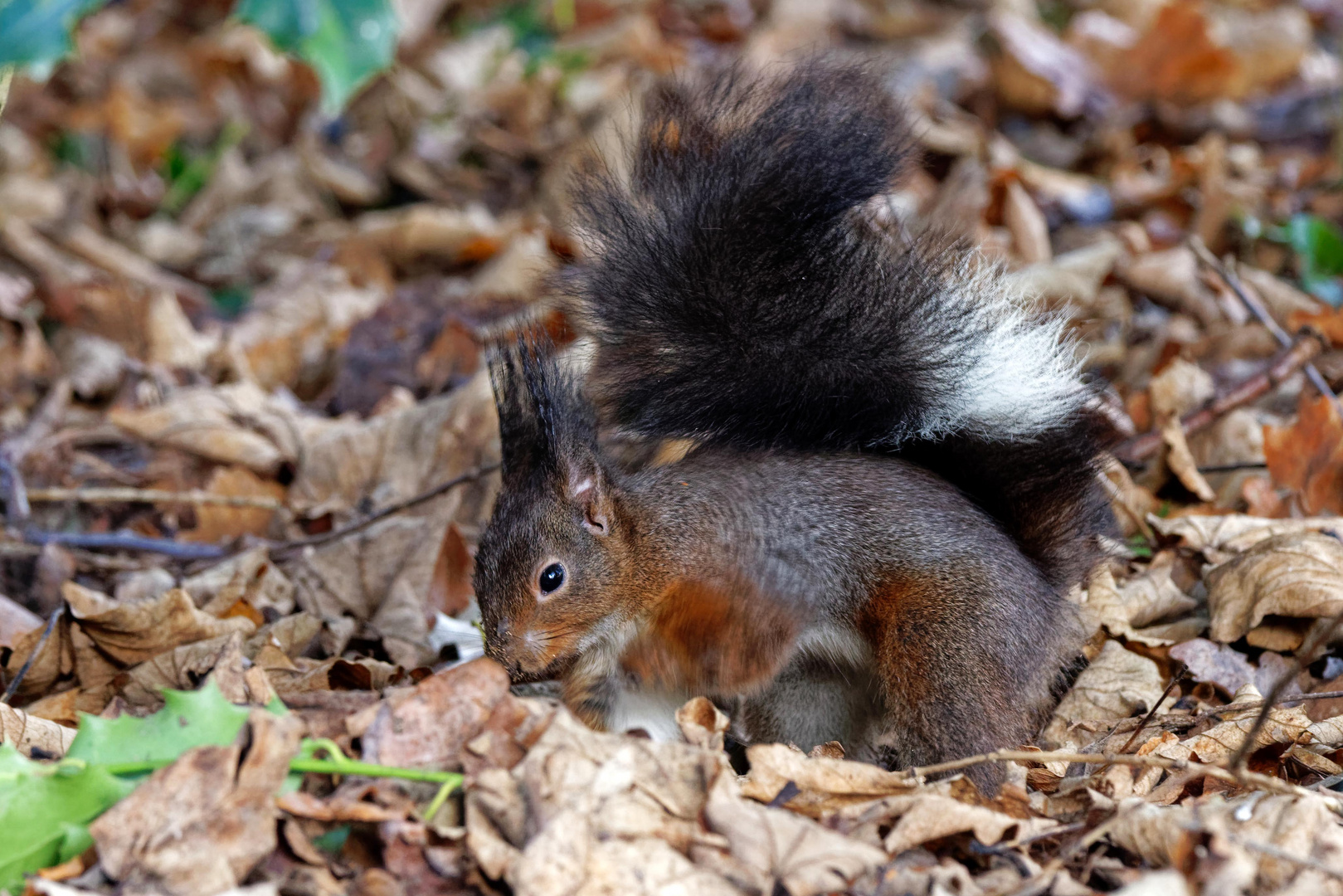 Eichhörnchen