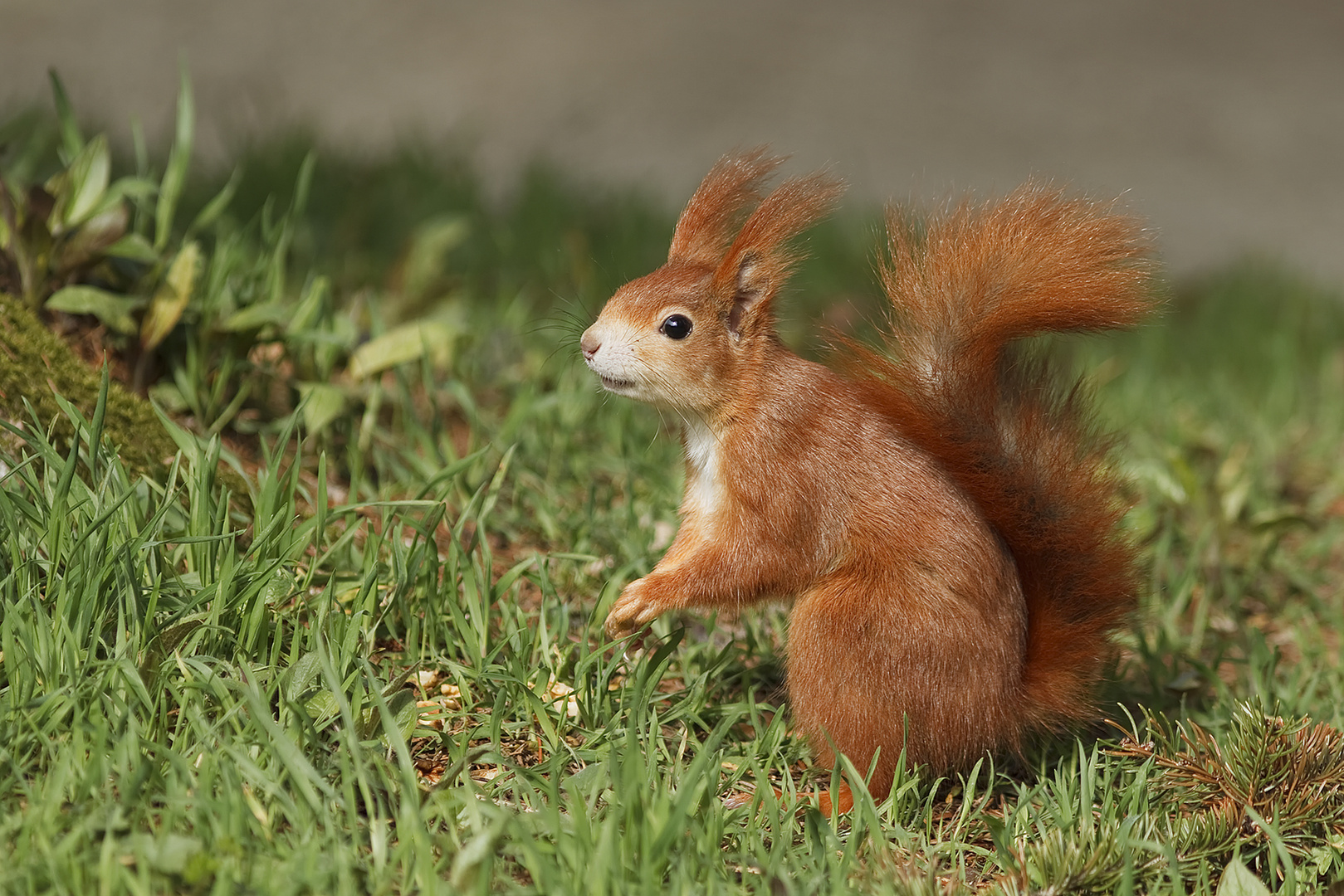 Eichhörnchen