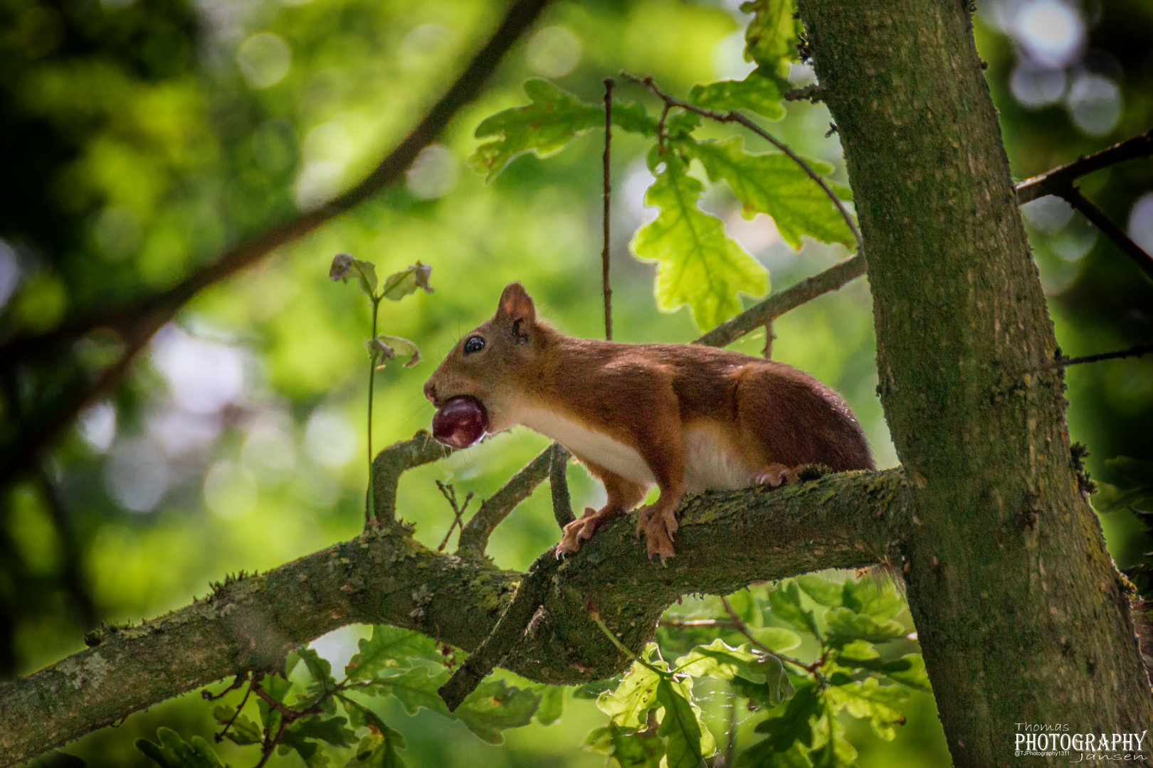 Eichhörnchen