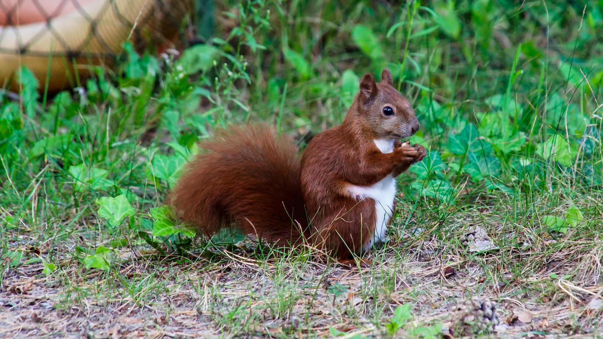 Eichhörnchen