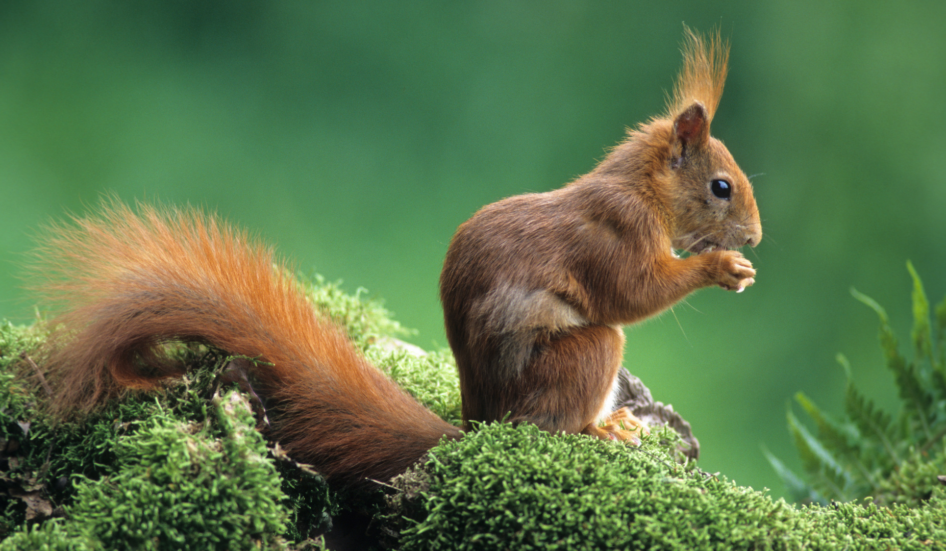 --- Eichhörnchen ---    (  Dciurus vulgaris )