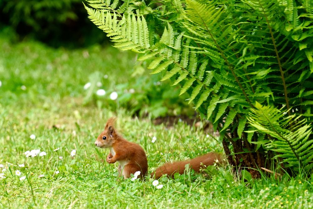 Eichhörnchen