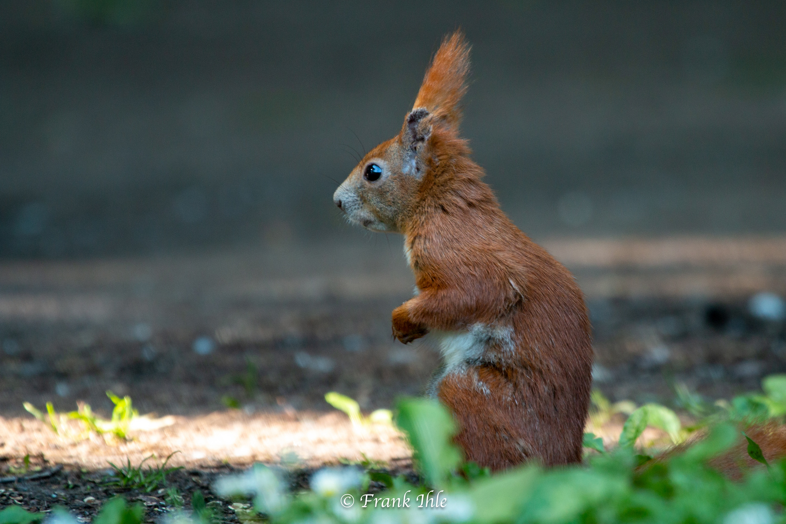 Eichhörnchen