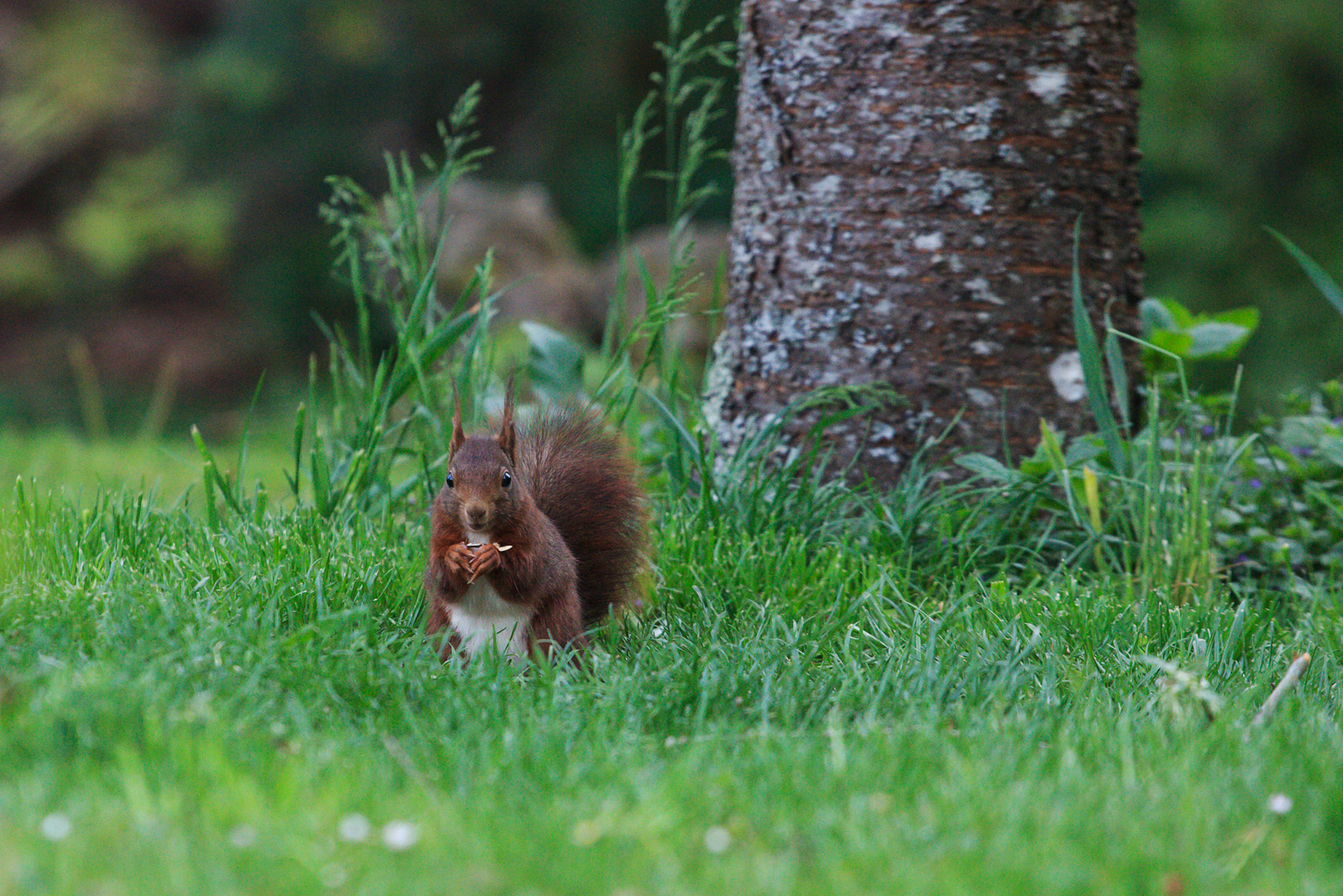 Eichhörnchen