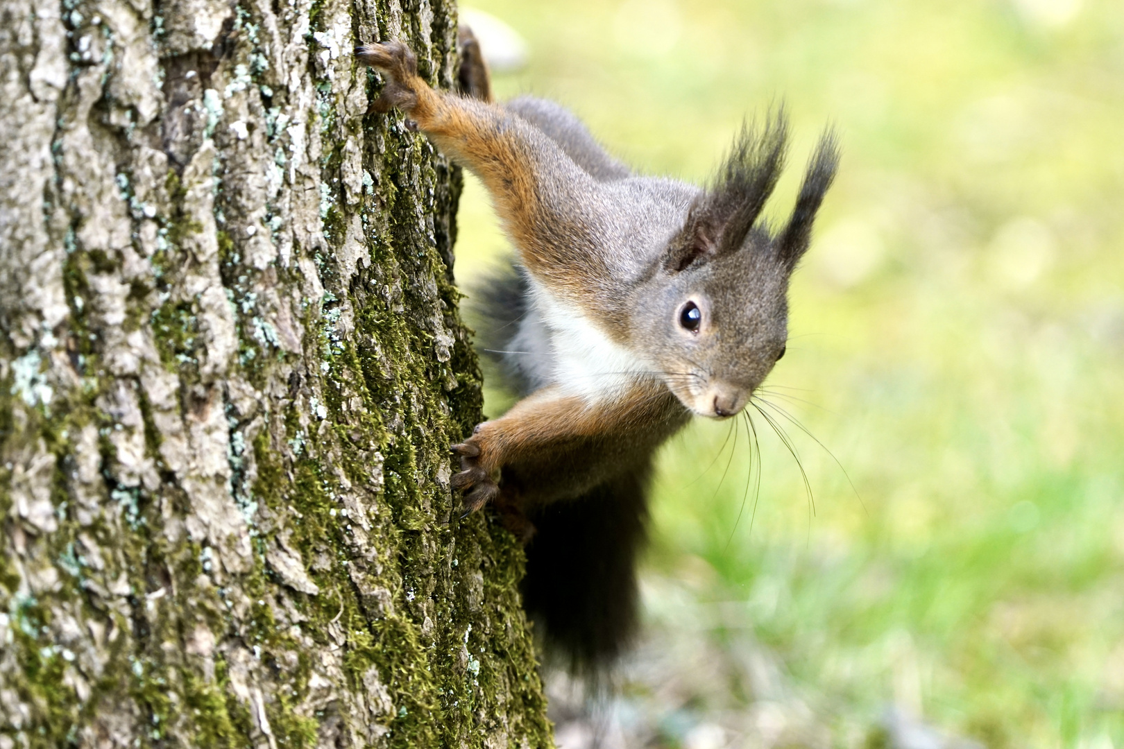 Eichhörnchen