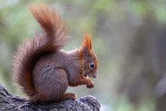 Eichhörnchen 