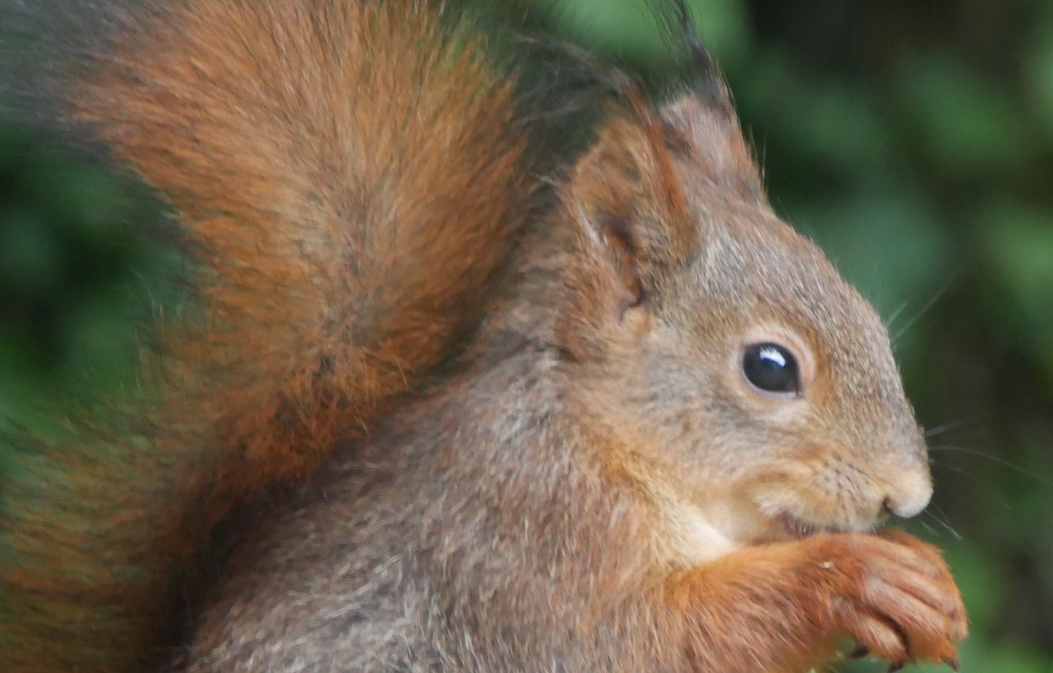 Eichhörnchen Detail