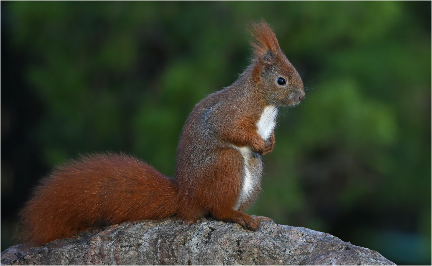 Eichhörnchen