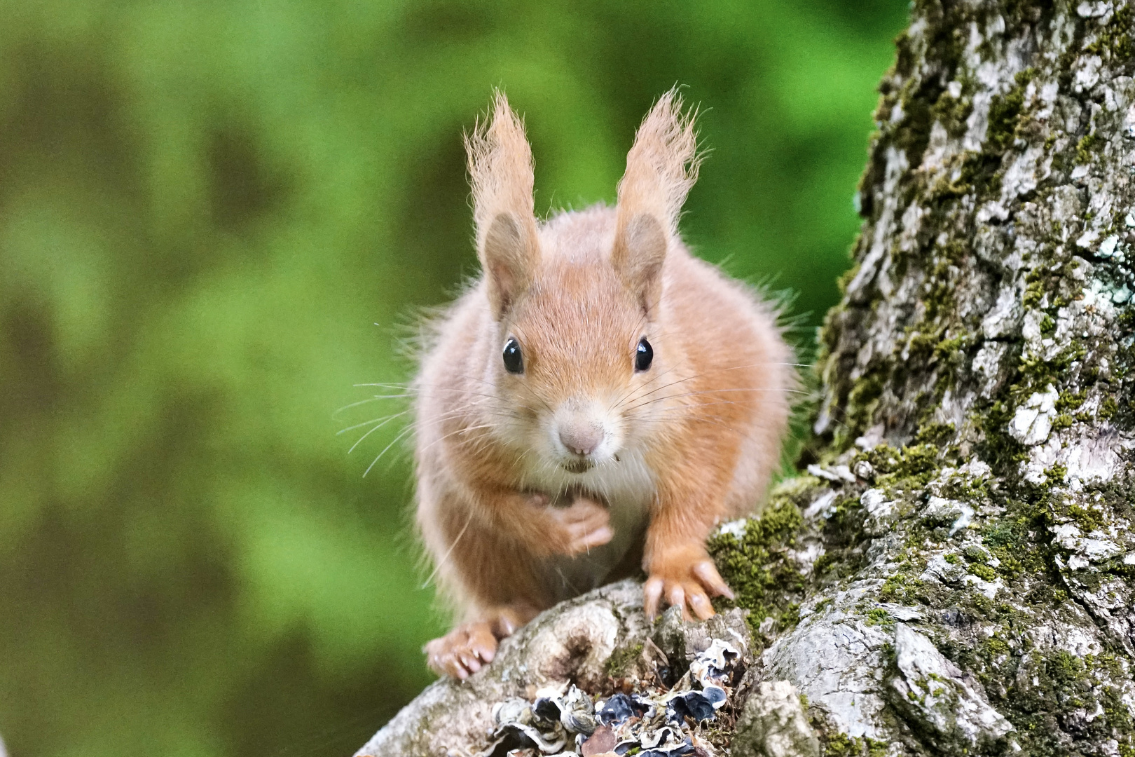 Eichhörnchen..