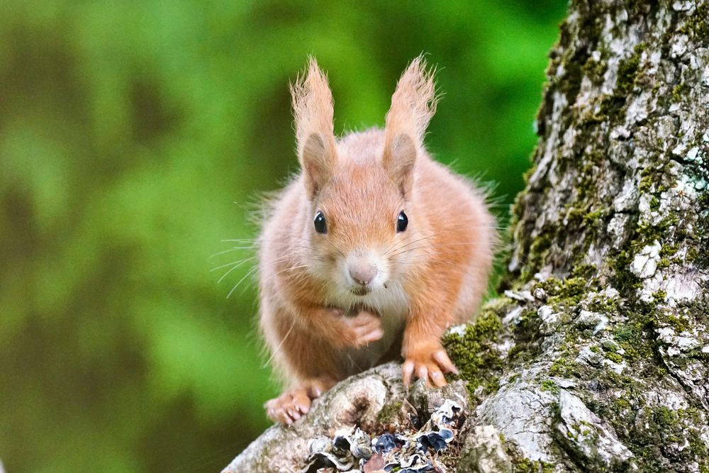 Eichhörnchen..