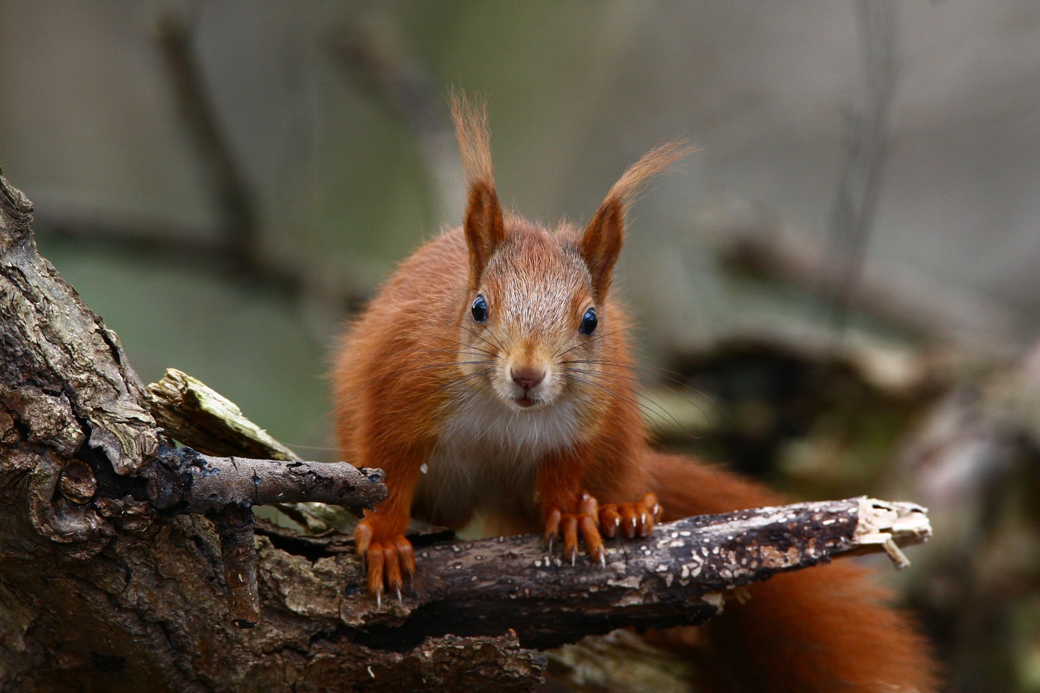 Eichhörnchen